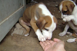 How to Train a Puppy to Shake Hands ?